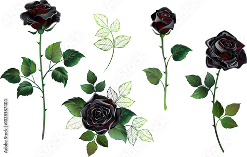 Set of black roses