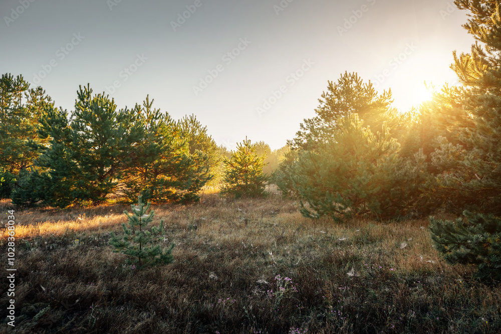 The morning sun rays break through the young pine trees. The morning sun rays break through the young pine trees.