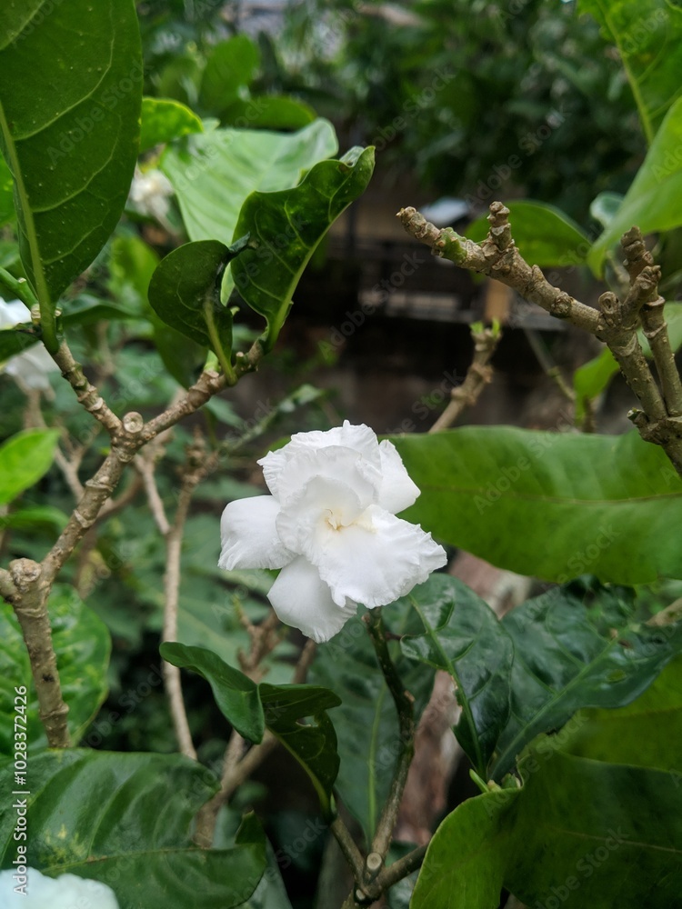 Naklejka premium Flower beauty 