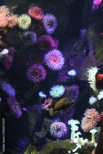 Foto Coral
