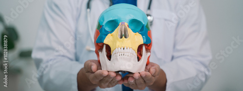 banner background of the doctor utilized a model of the human skull to enhance education in anatomy, demonstrating the significance of bone health in medical science.