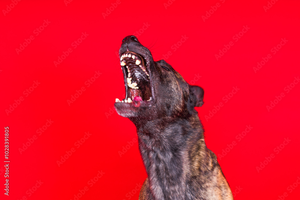 Dutch shepherd dog sitting isolated on a dark yellow red background Dutch shepherd dog sitting isolated on a dark yellow red background