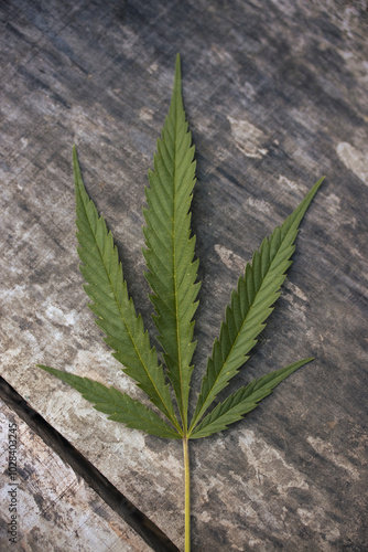 Green marijuana leaf kept on table photo