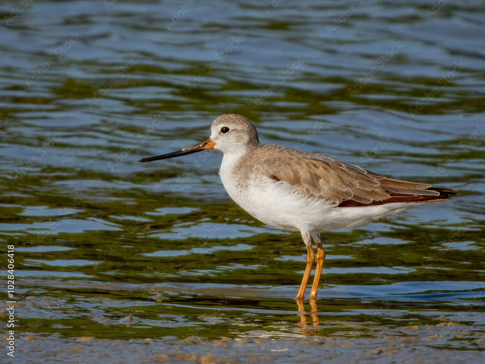 Terek Sandpiper - Xenus cinereus in Australia Terek Sandpiper - Xenus cinereus in Australia
