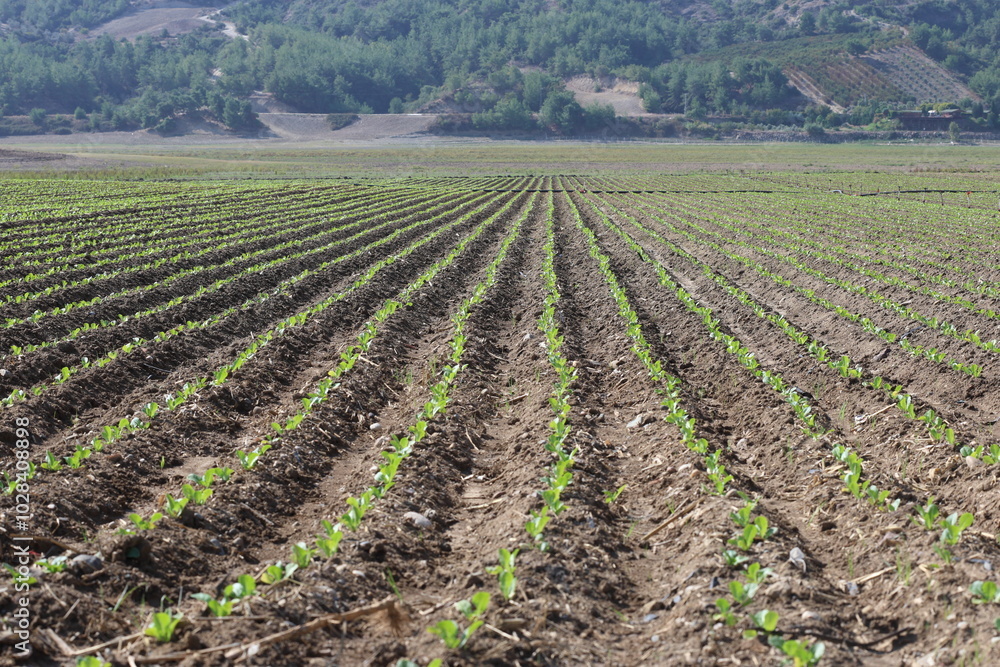lettuce seedlings in the field with drip irrigation system lettuce seedlings in the field with drip irrigation system