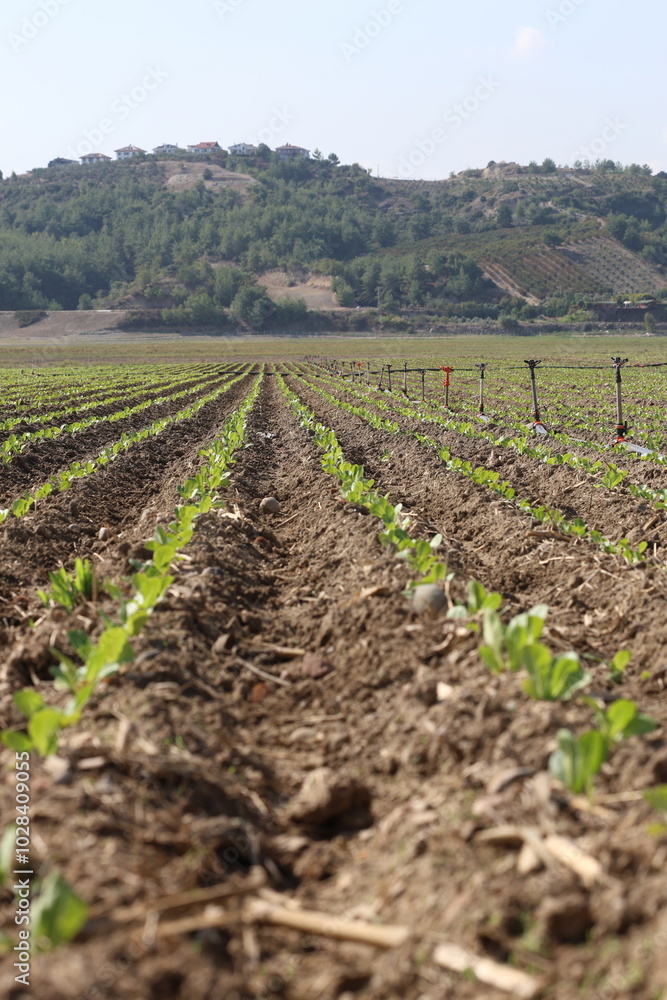 Obraz premium lettuce seedlings in the field with drip irrigation system
