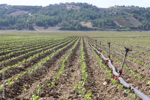 lettuce seedlings in the field with drip irrigation system