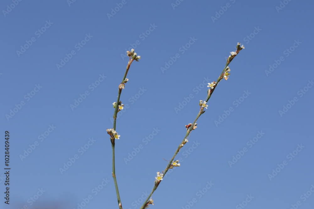 Horsetail Knotweed (Polygonum equisetiforme) in summer Horsetail Knotweed (Polygonum equisetiforme) in summer