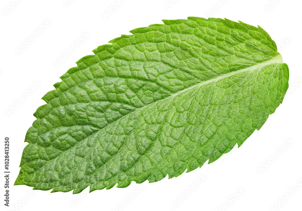 Fototapeta premium Mint leaf isolated on white background