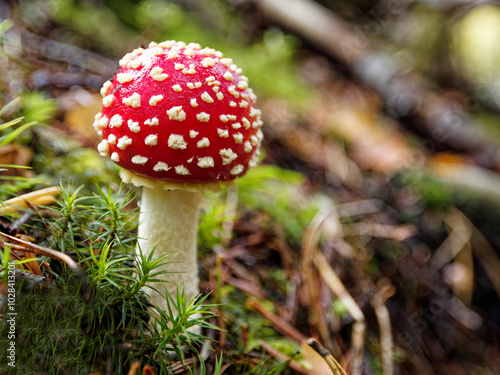 The photo depicts a small fly agaric mushroom (Amanita muscaria) with a bright red cap covered in white spots. It stands out against a forest floor of green moss, twigs, and soft focus in the backgrou