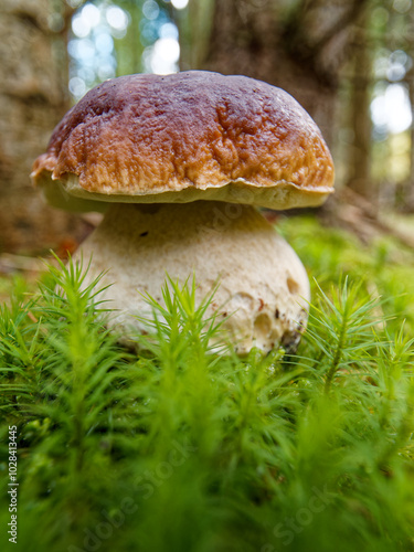 The photo captures a close-up of a large mushroom, a porcini, in a forest. The focus is on the mushroom's cap and thick stem, with vibrant green moss surrounding it, creating a serene natural s