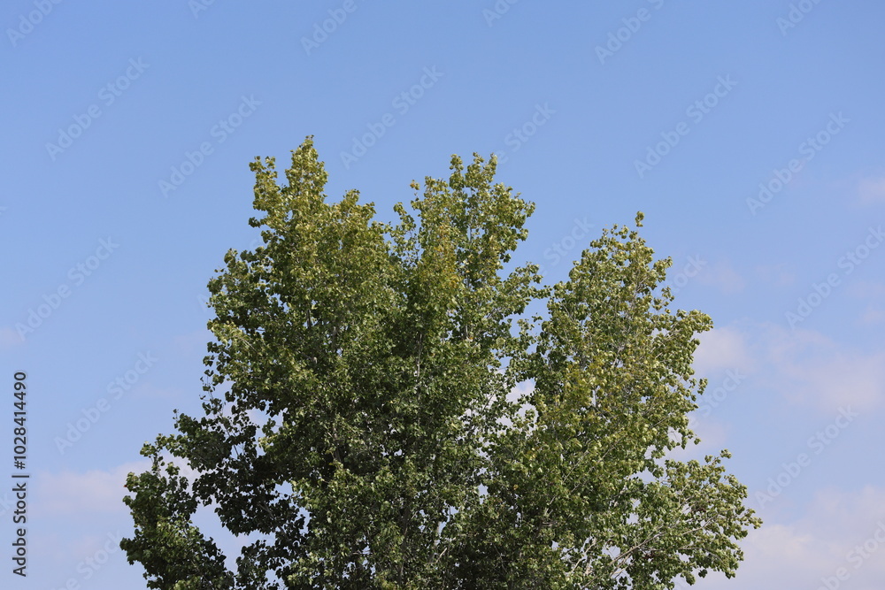 canopy of poplar tree, also known as cottonwood canopy of poplar tree, also known as cottonwood
