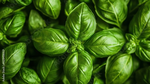 Lush basil leaves fill the space, gleaming under soft daylight, capturing the essence of fresh herbs during a warm summer's day, perfect for culinary uses