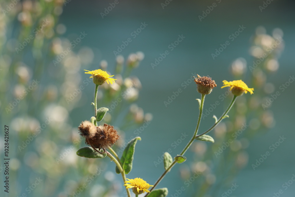 Small Fleabane (Pulicaria vulgaris) flowers Small Fleabane (Pulicaria vulgaris) flowers
