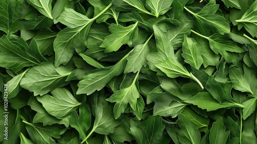 Close-up of fresh green leafy vegetables layered in a textured pattern, showcasing rich and vibrant foliage.