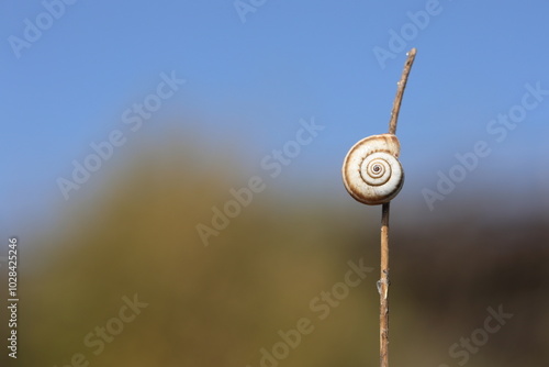 close up snail on dry twig photo