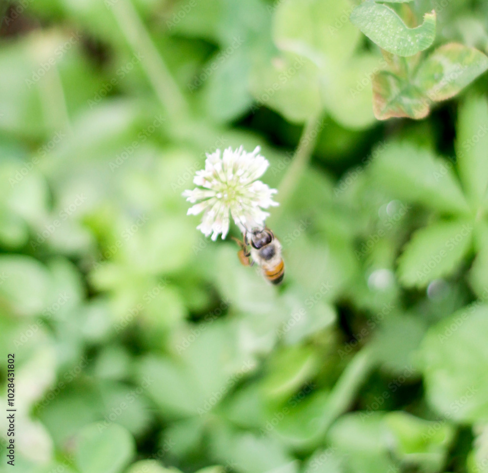 A bee is quietly perched on a delicate, small white flower, soaking up the warmth of the sun and collecting nectar A bee is quietly perched on a delicate, small white flower, soaking up the warmth of the sun and collecting nectar