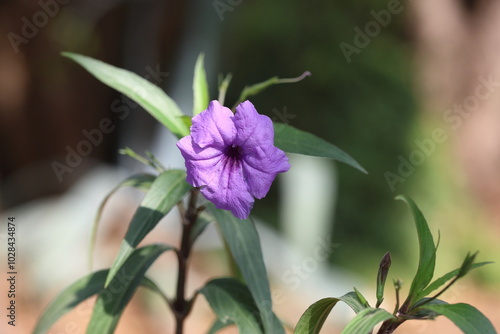  mexican petunia flower in summer