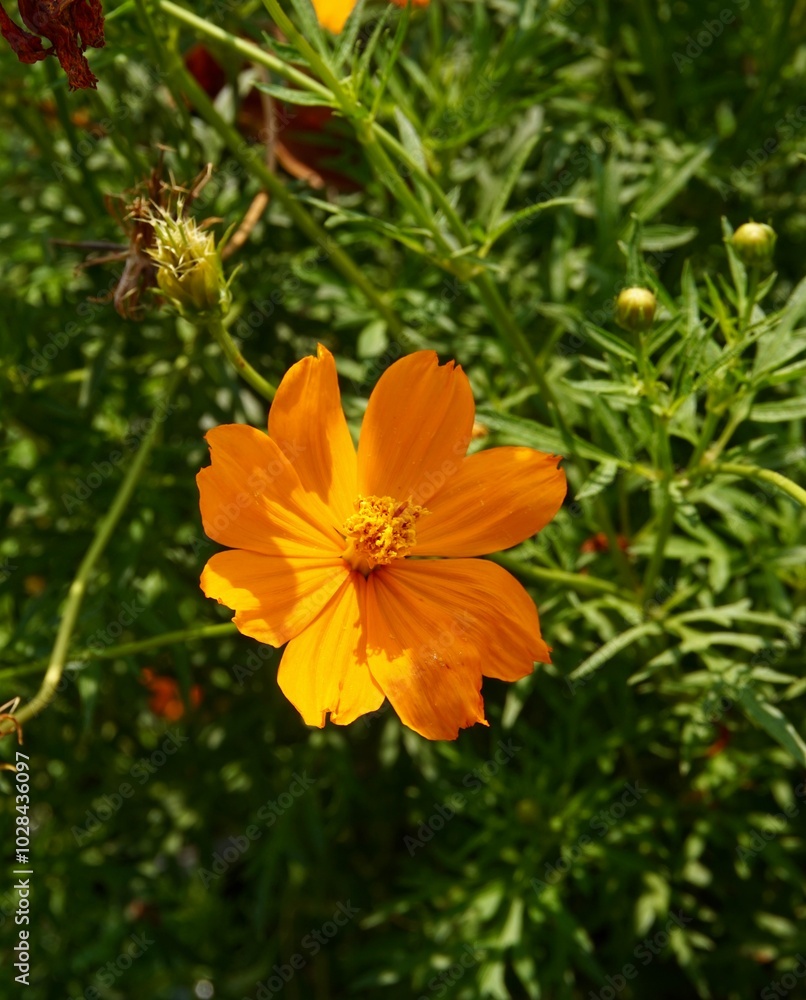 close up photo of beautiful bright yellow flowers close up photo of beautiful bright yellow flowers
