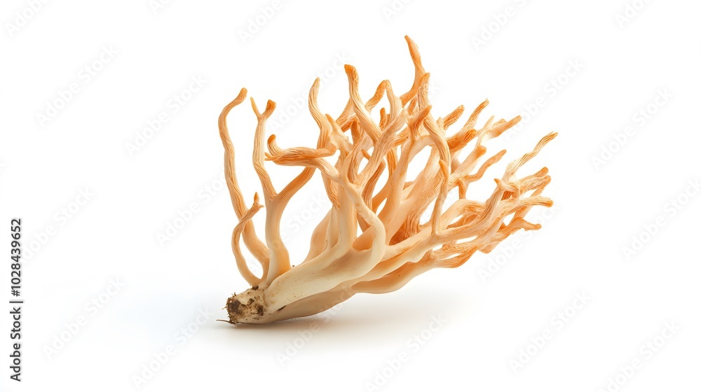 Fresh Cordyceps mushroom on white background. Fresh Cordyceps mushroom on white background.