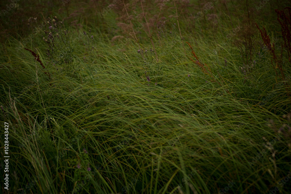 field and gloomy windy weather
field and gloomy windy weather