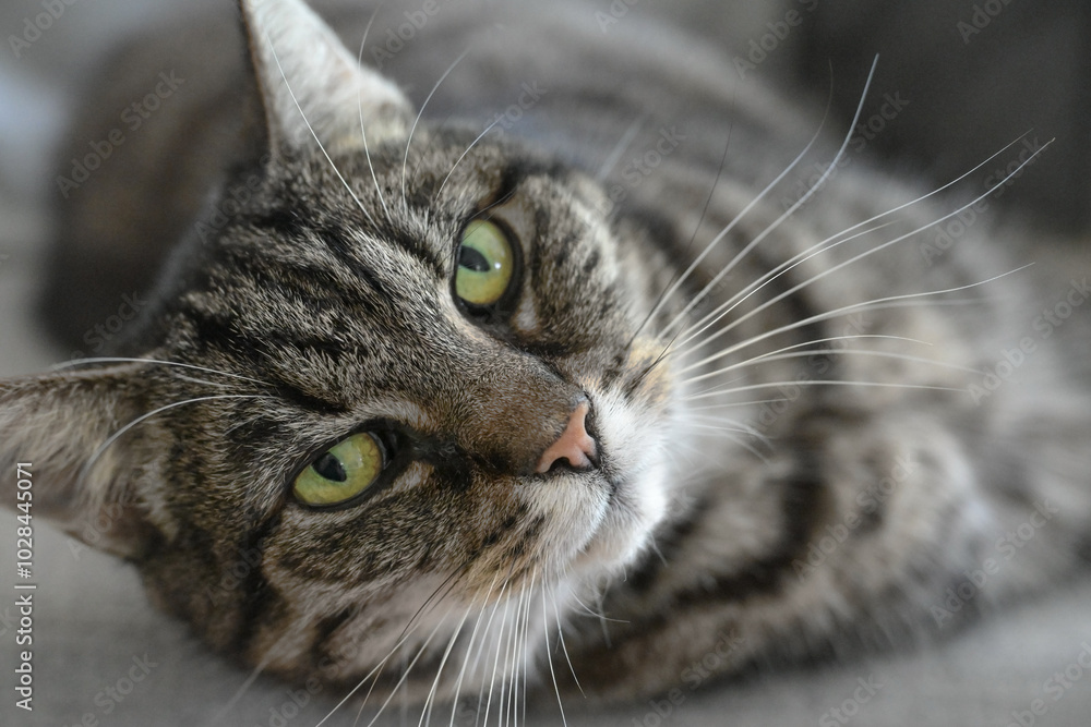 Lying gray tabby cat with green eyes, pink nose and white whiskers looking directly to the camera, popular pet spreading relaxation with its purring, copy space, selected focus Lying gray tabby cat with green eyes, pink nose and white whiskers looking directly to the camera, popular pet spreading relaxation with its purring, copy space, selected focus