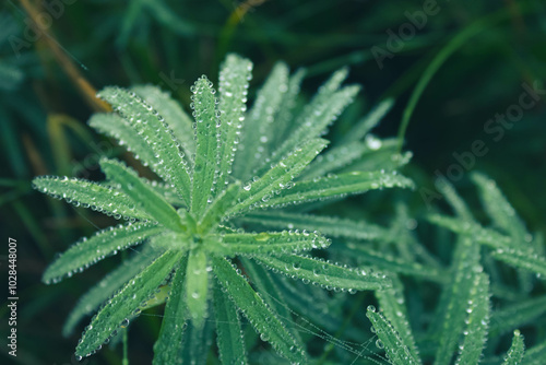 Green grass is covered with frost. First frosts in autumn. Nature of Europe