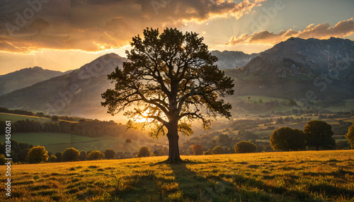 Soleil couchant derrière un arbre solitaire photo