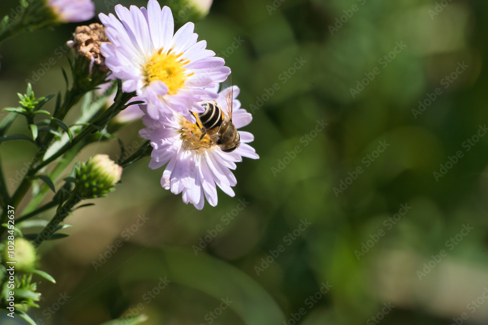 Hoverfly on a delicate pink flower collecting pollen. Macro shot of an insect Hoverfly on a delicate pink flower collecting pollen. Macro shot of an insect
