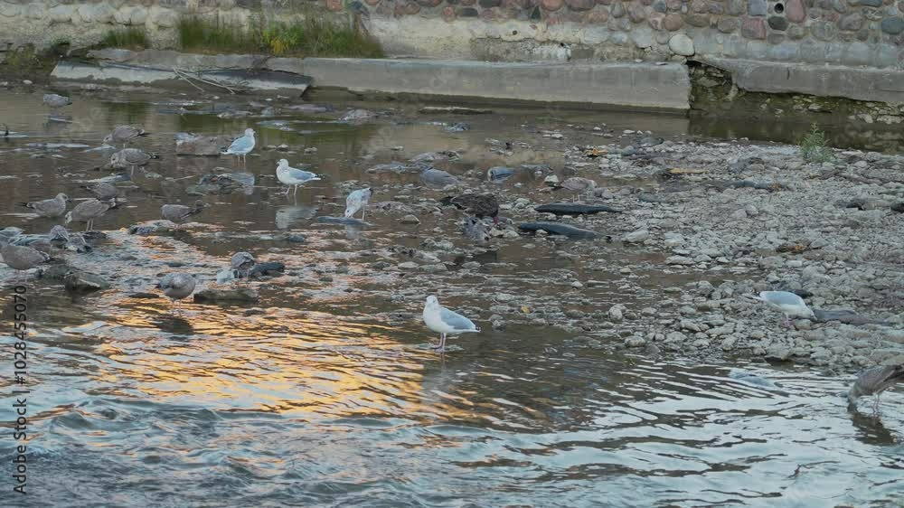 Birds gather on a riverbank picking at dead salmon during a salmon run at sunset Birds gather on a riverbank picking at dead salmon during a salmon run at sunset