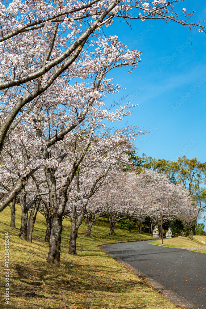 桜と遊歩道