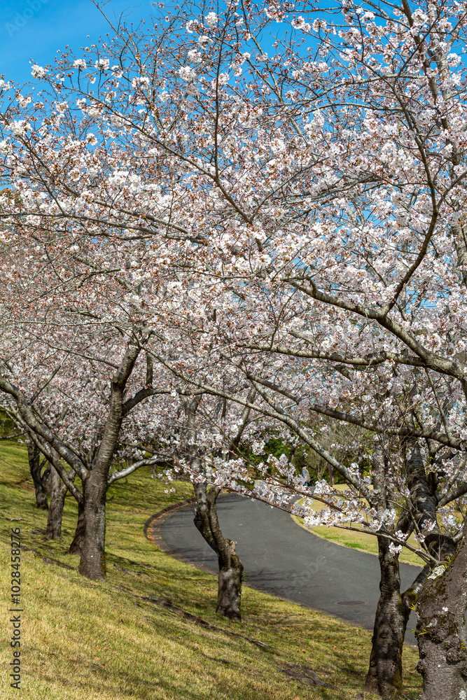 桜と遊歩道