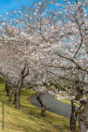 Obraz na płótnie 桜と遊歩道
w salonie