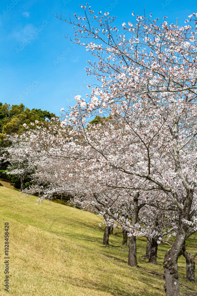 桜と遊歩道