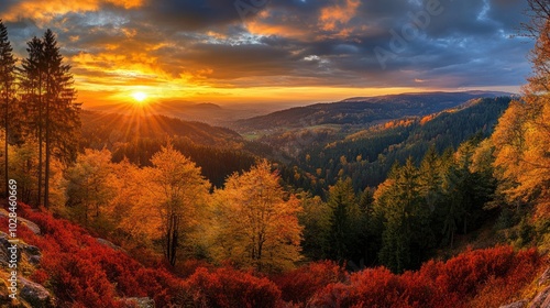 Golden Sunset Over a Forest in Autumn