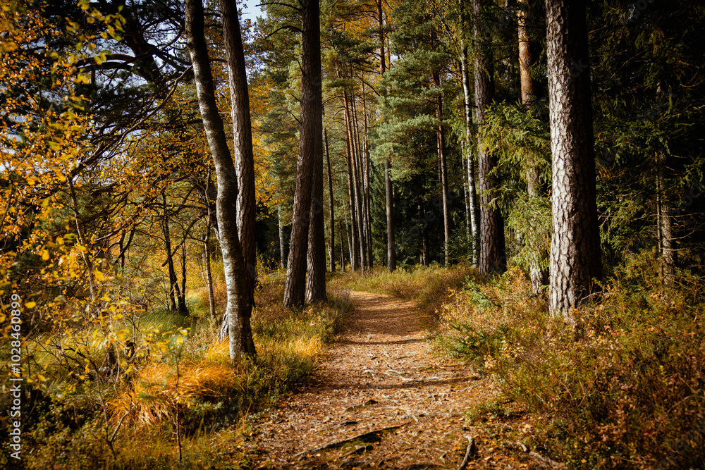 Scenic autumn path in the forest Scenic autumn path in the forest