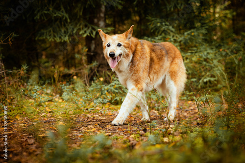 old dog walking trough a forest 