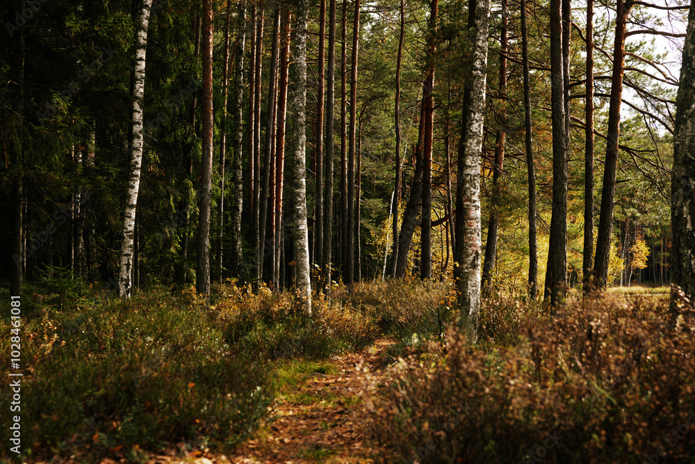 Obraz premium forest trail in autumn