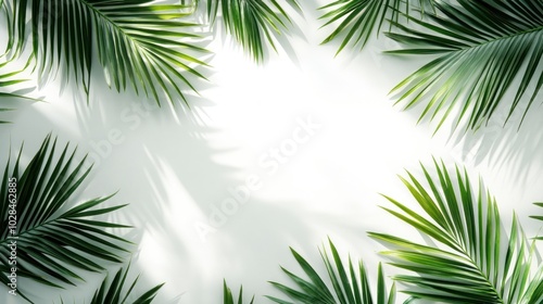 Palm Leaves Framing a White Background with Shadowy Lines