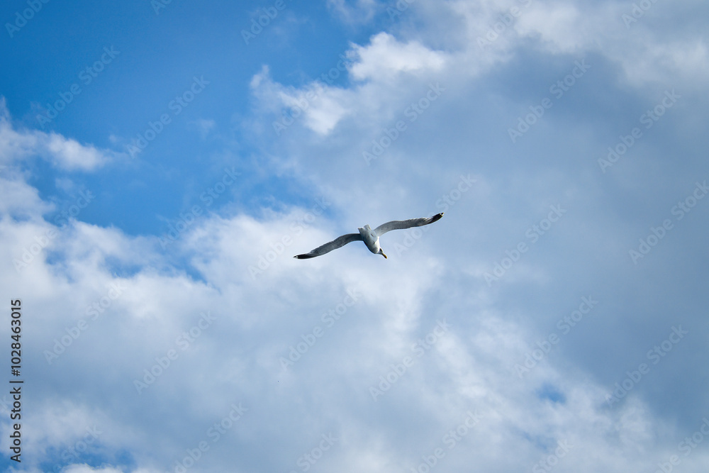 Obraz premium Seagull flying in the sky. White clouds in the background. Bird from the coast.