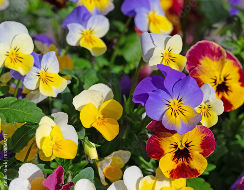 Blühende Hornveilchen,Viola cornuta, im Frühling