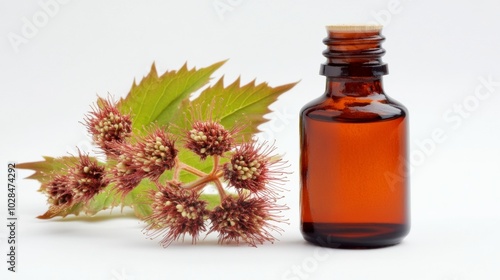 castor bean plant ricinus communis. a bottle of castor oil next to it real solid white background