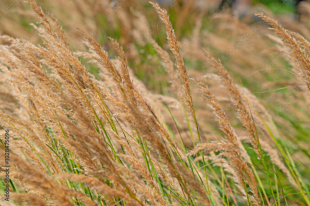 Fototapeta premium Blühendes Ziergras in einer Nahaufnahme