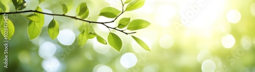 Sun-kissed green leaves on a branch,a captivating display of nature's beauty and tranquility
