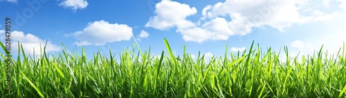 Lush green grass and vibrant blue sky, a serene landscape