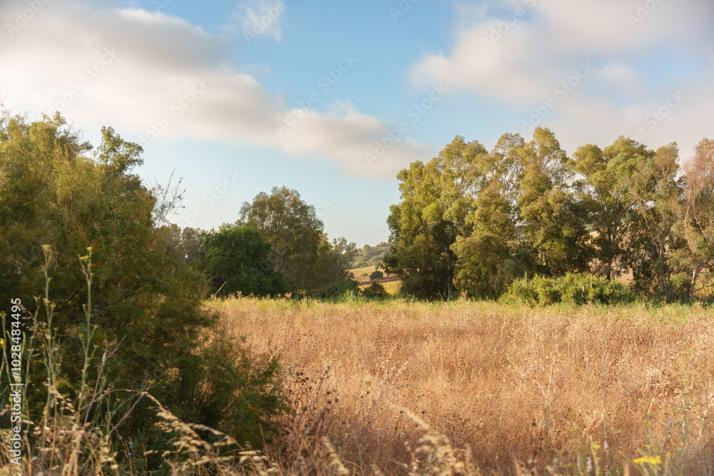beautiful scenery with a dry field and trees with green leaves beautiful scenery with a dry field and trees with green leaves