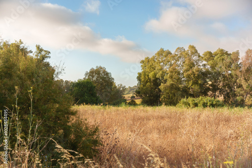 beautiful scenery with a dry field and trees with green leaves