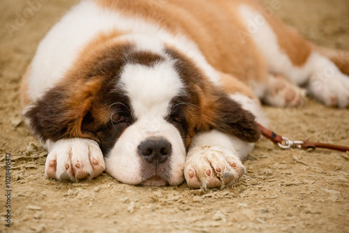 Tired Saint Bernard puppy sleeping on the sand photo