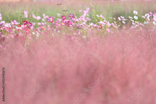 Cosmos and pink mulley colored with autumn leaves at the Balamsae Village near Pyeongtaek-si, Korea photo