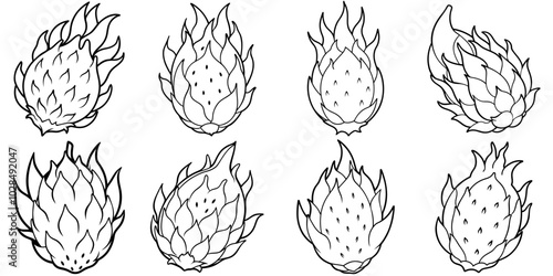 line art vector illustration collection of dragon fruit . isolate on a white background. SVG and PNG
